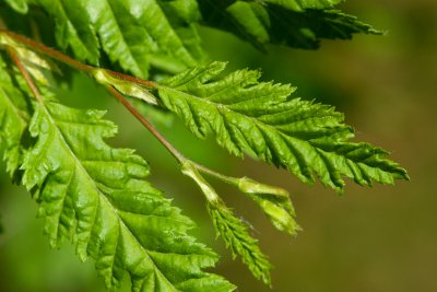 Carpinus betulus 'Quercifolia' - habr obecný - list